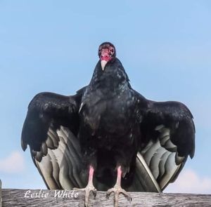 Meet your Posher, Traci